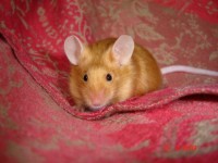 /album/althea-z-roklinky-foto-silvie-humlova/althe-placky-1-jpg/